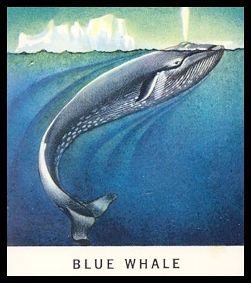 15 Blue Whale